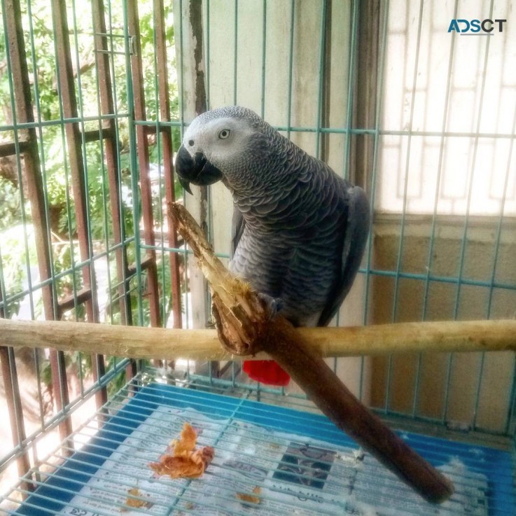 African grey for sale