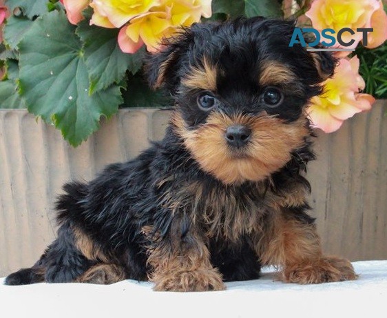 Yorkie puppies for sale