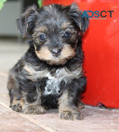 Yorkie puppies for sale