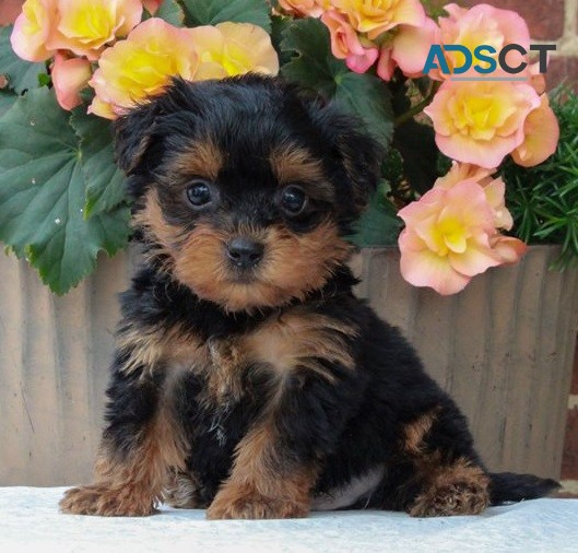 Yorkie puppies for sale