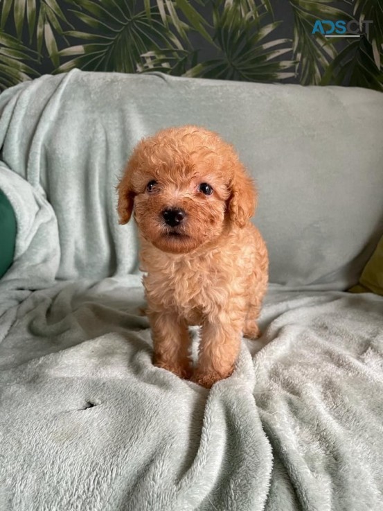 Cute Labradoodle  puppies 