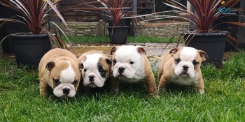 English Bulldog Puppies For adoption