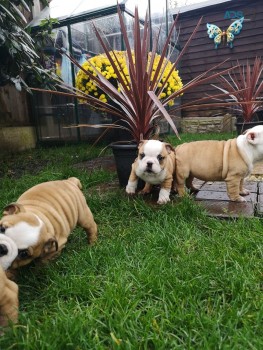 English Bulldog Puppies For adoption