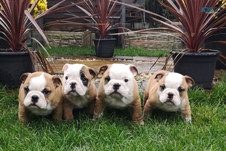 English Bulldog Puppies For adoption