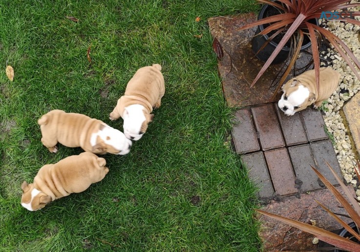 English Bulldog Puppies For adoption