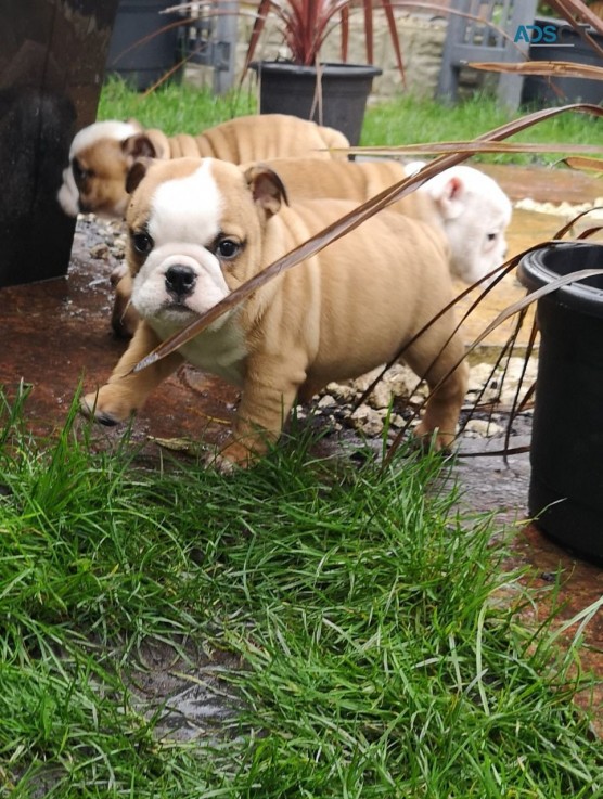 English Bulldog Puppies For adoption