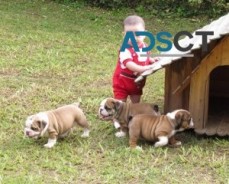 English Bulldog Puppies For sale