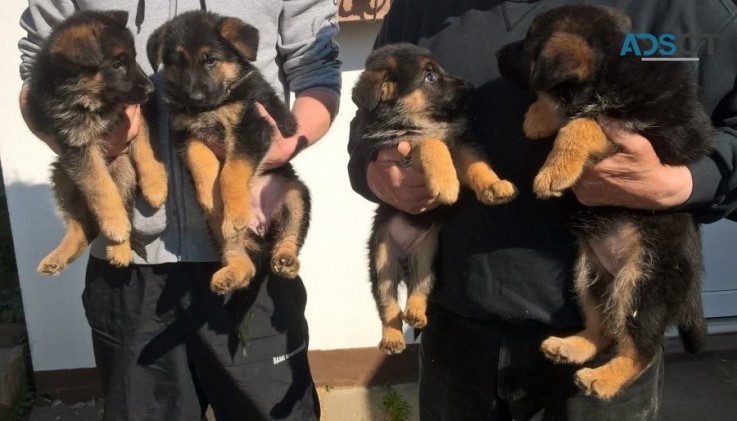 German Shepherd puppies