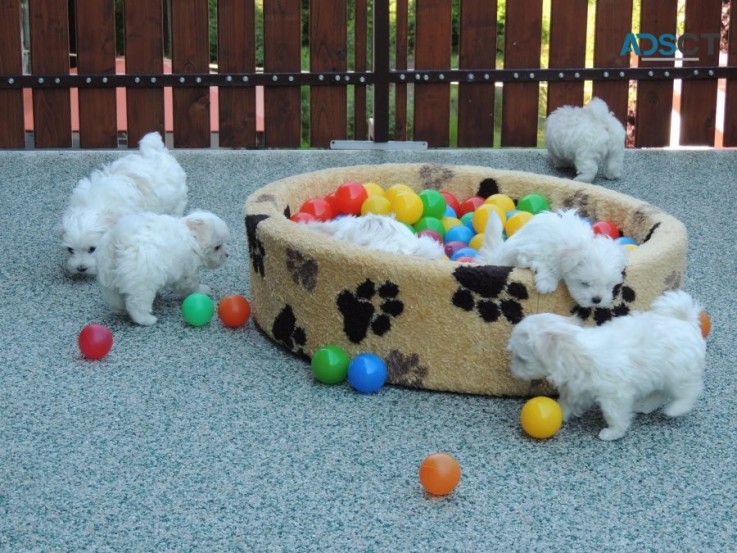 Maltese puppies available now