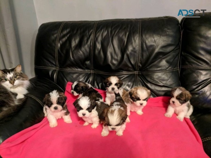 Shih Tzu puppies