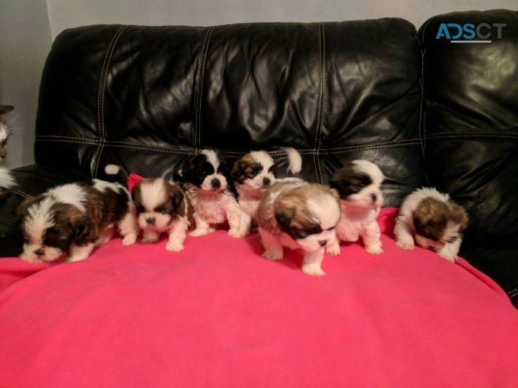 Shih Tzu puppies