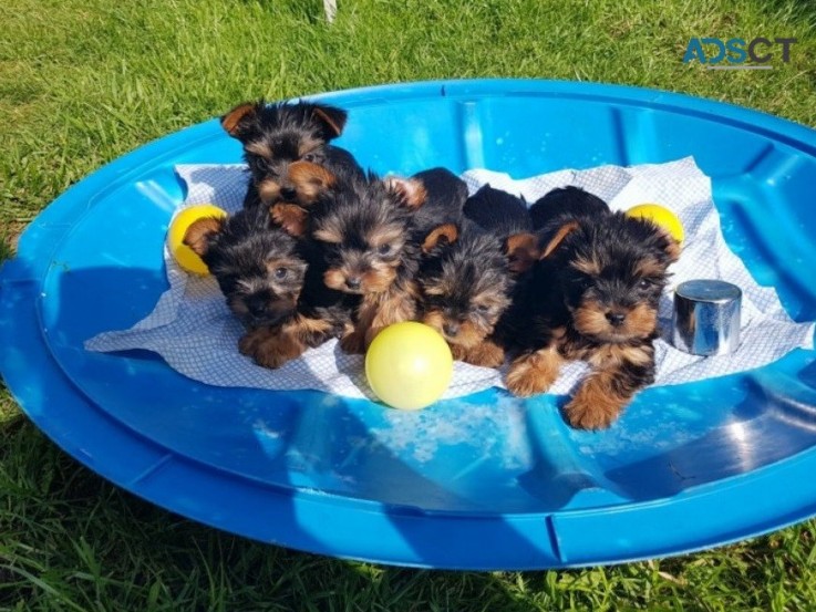 Yorkshire Terrier Puppies