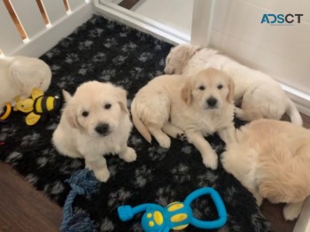 Golden Retriever puppies