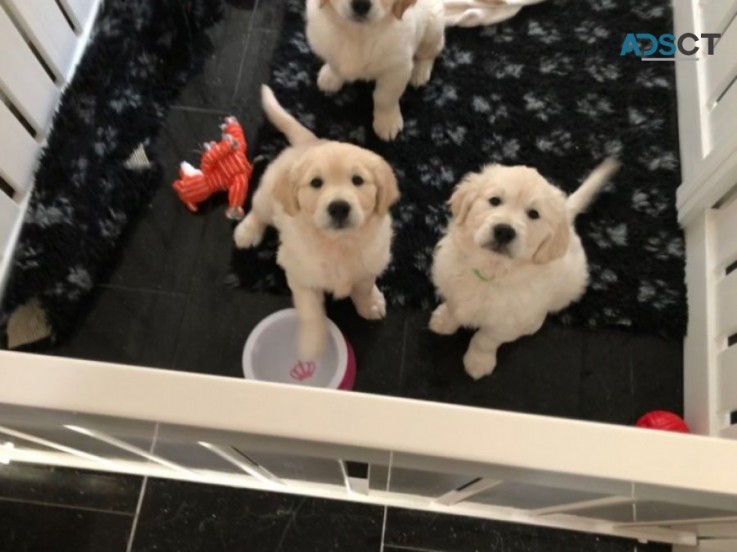 Golden Retriever puppies