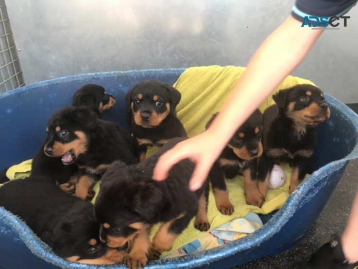 Rottweiler Pups