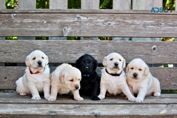 Labrador puppies for sale