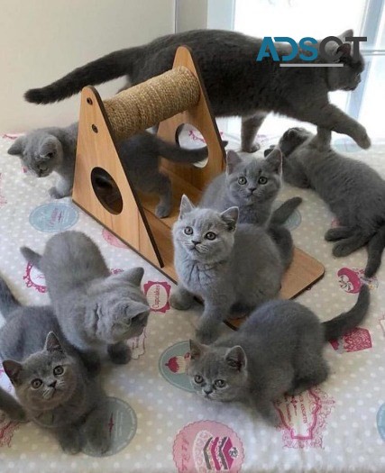 Blue British shorthair kittens