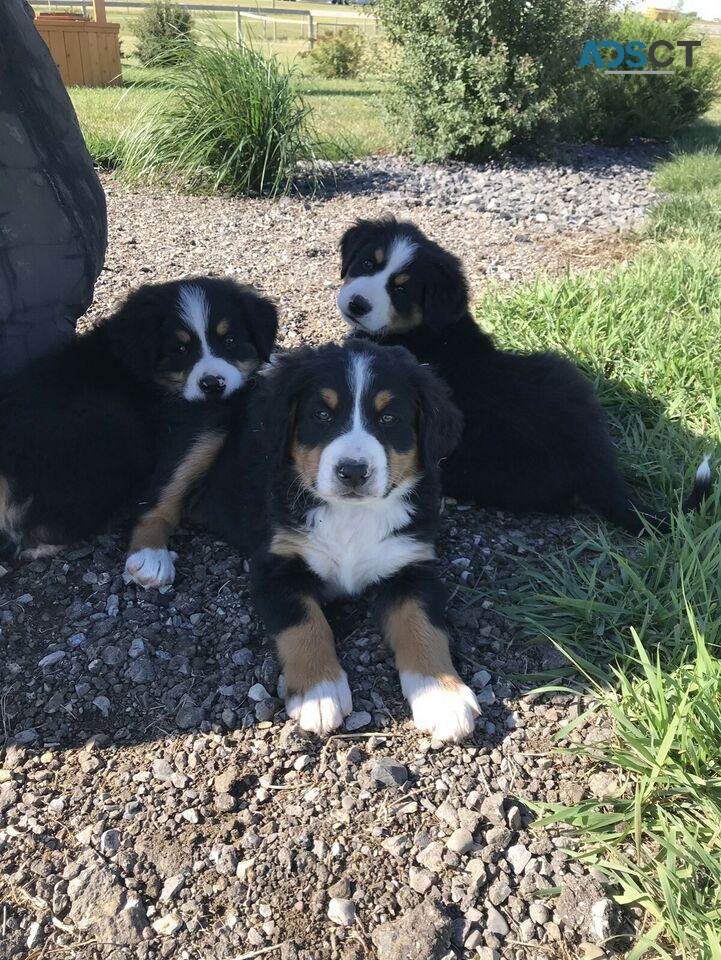 Bernese mountain dogs for sale