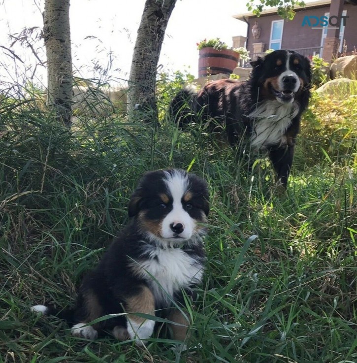 Bernese mountain dogs for sale