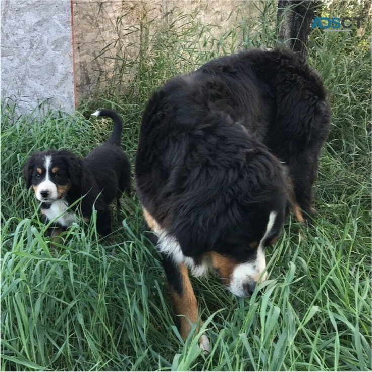 Bernese mountain dogs for sale