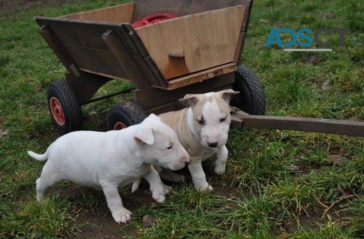 Bull Terrier puppies