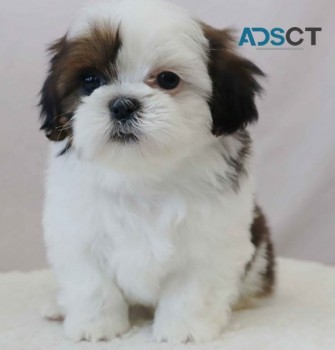  Shih Tzu puppies for sale 