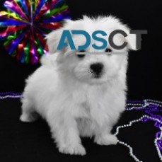 AVAIALABLE MALTESE PUPPIES