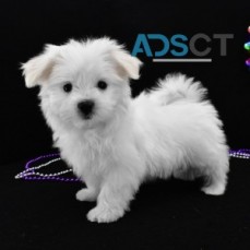 AVAIALABLE MALTESE PUPPIES