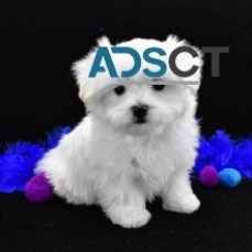 AVAIALABLE MALTESE PUPPIES