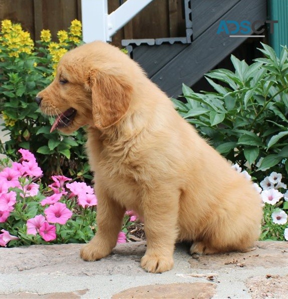 Golden Retriever Puppies For Sale