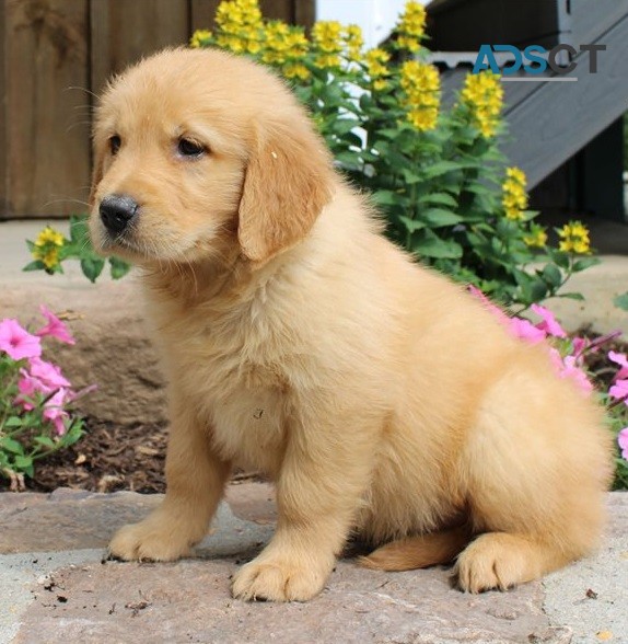 Golden Retriever Puppies For Sale