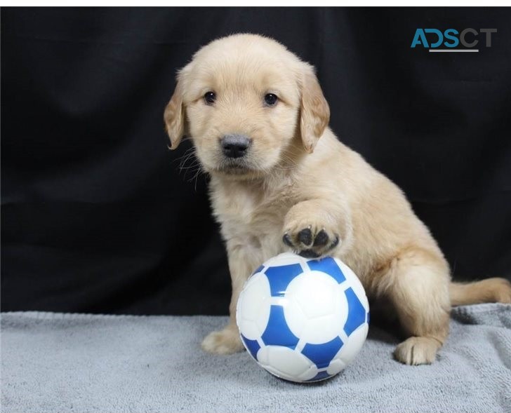 Golden Retriever Puppies For Sale