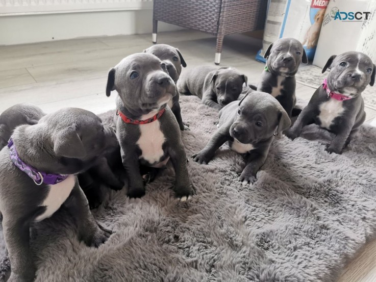 Staffordshire Bull Terrier puppies Avail