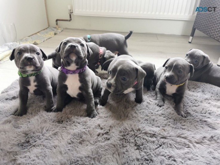 Staffordshire Bull Terrier puppies Avail