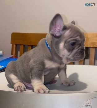 French Bulldog puppies Available Now