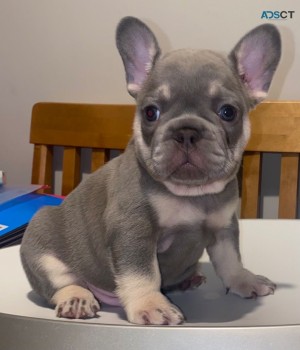 French Bulldog puppies Available Now