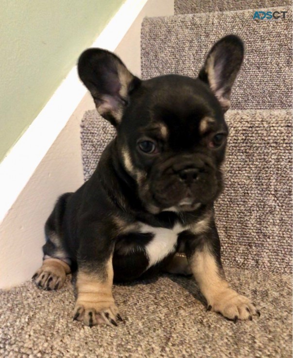 French Bulldog puppies Available Now