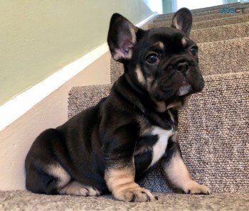 French Bulldog puppies Available Now