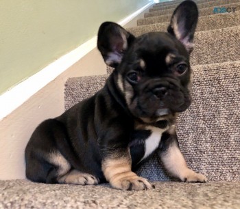 French Bulldog puppies Available Now