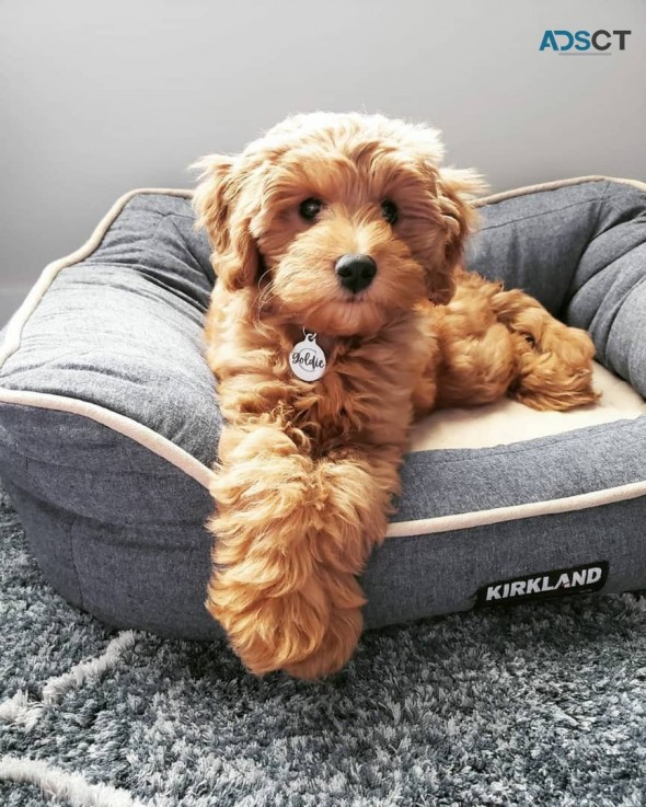 Goldendoodle Puppies