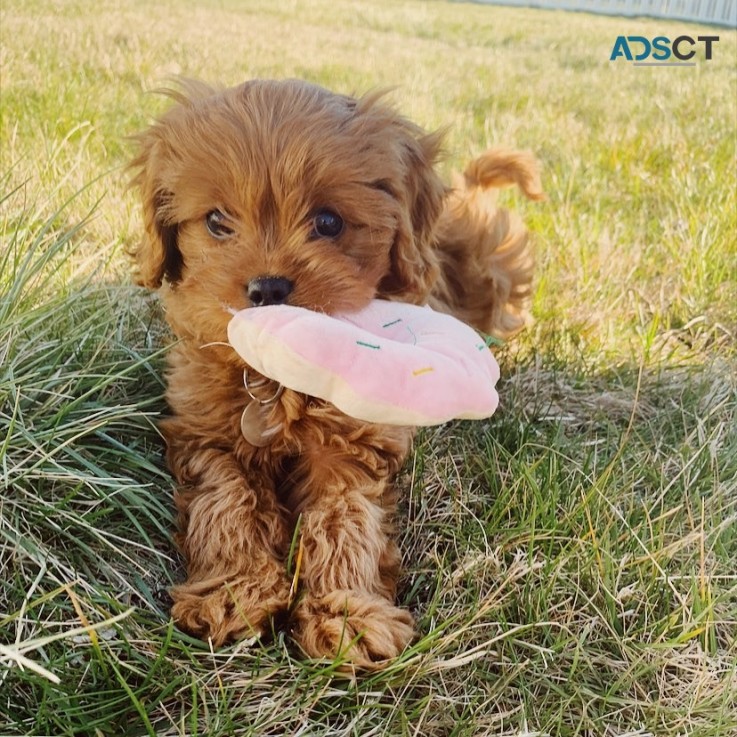 Goldendoodle Puppies