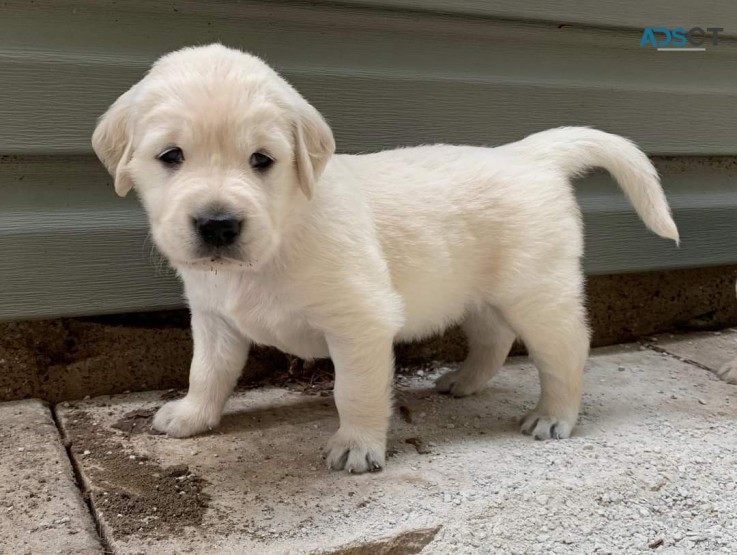 Golden Retriever Puppies