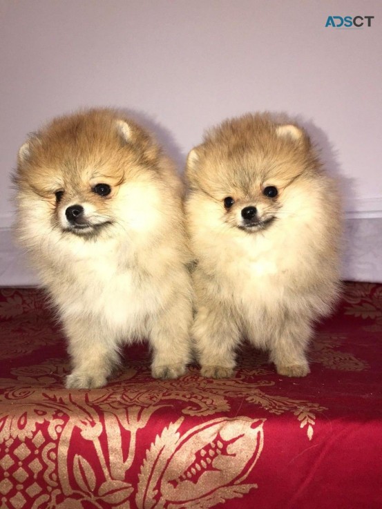 Adorable Pomeranian Puppies