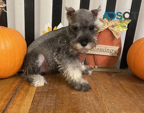 Both Available Miniature Schnauzer Pups