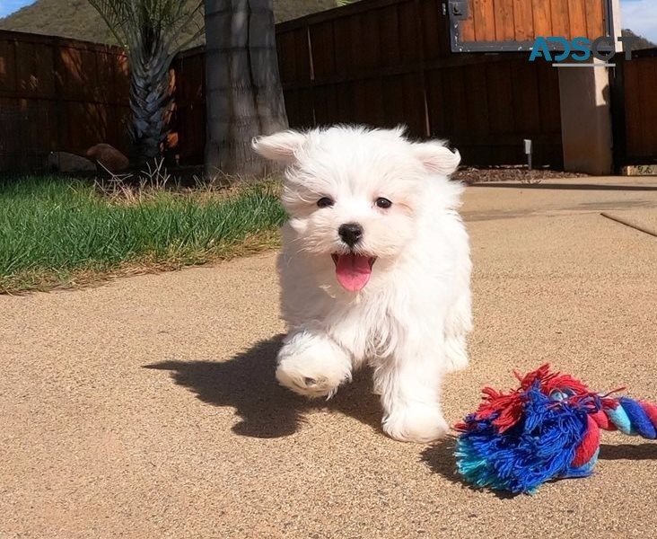 Adorable Maltese puppies for sale