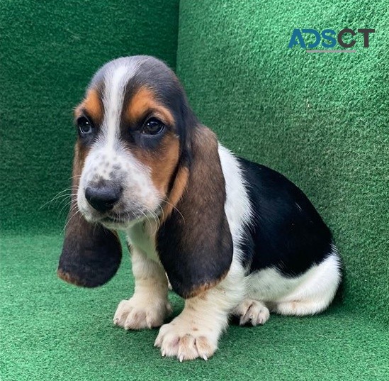 Basset Hound Puppies For Sale