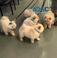 Healthy Chow Chow Puppies for Sale