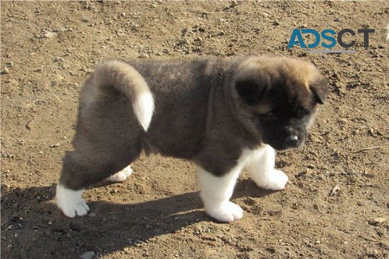 Akita Pups Available