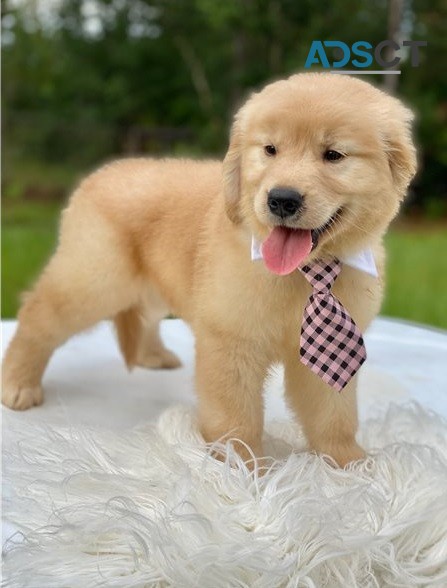 Excellent Golden Retriever Puppies 