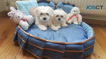 Maltese Puppies For Free Adoption